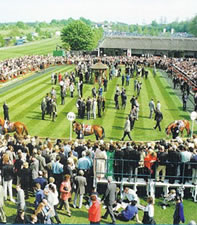 Newmarket Paddock